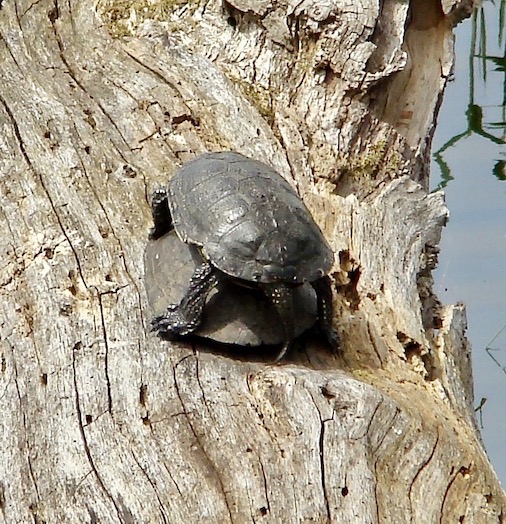 turtle